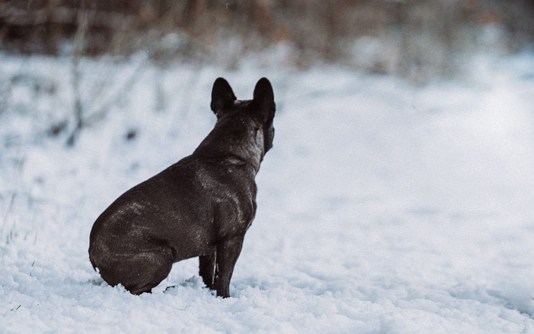 Amy – eine französische Bulldogge im Schnee