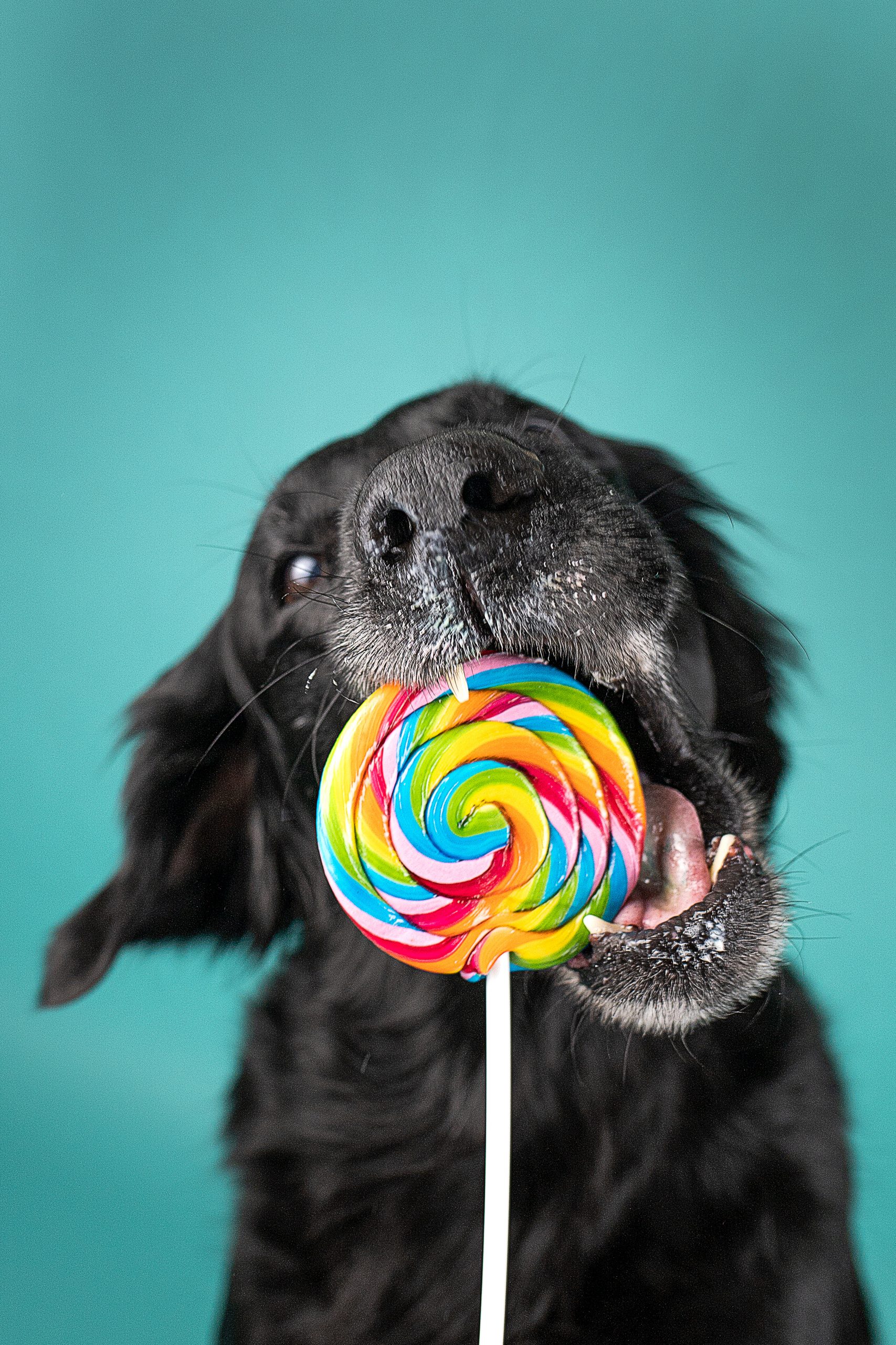 schleckermaeulchen-hundeshooting-studioshooting-candydog-hundefotografie erlangen- lollipop